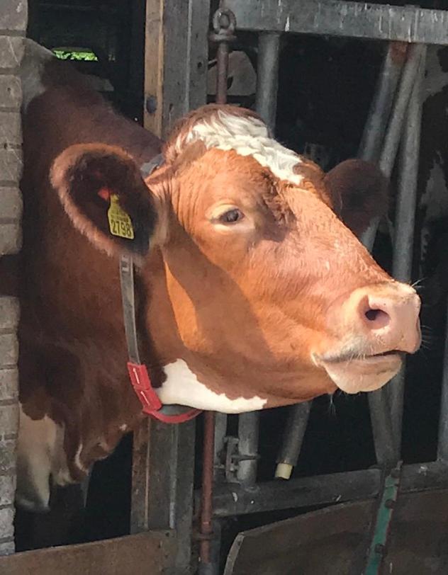 לינה וארוחת בוקר Leimuiden Herberg Boerderij De Straat-Hof מראה חיצוני תמונה